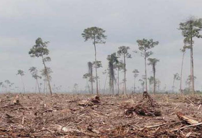 Singapura Minat Restorasi Lahan Gambut Sumsel